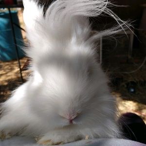 Meet your Posher, Trisha